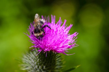 Islak yaban arısı yağmurdan sonra pembe devedikeni çiçeğinin nektarını toplar.