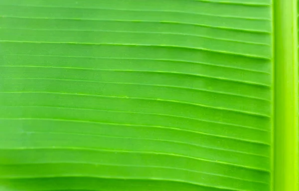 juicy bright texture of banana leaf close up with copy space.