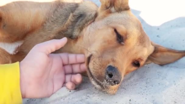 Childs hand stroking Cute dog lying on sand on sea beach. — Vídeos de Stock