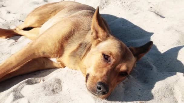 Cute dog sleeping lying on sand on sea beach. Funny dog on summer shore on ocean — Vídeos de Stock