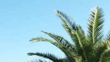 Rüzgarda Dalları Hareket Eten Harika Toplu Hurma Ağacı. Mavi Gökteki Yaprak Palmiyesi