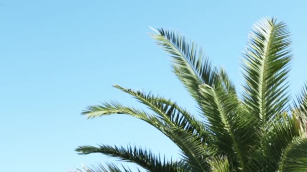Φοβερό θέμα ημερομηνία Palm Tree με κλαδιά κινείται στον άνεμο. Φύλλο φοίνικα σε μπλε ουρανό — Αρχείο Βίντεο
