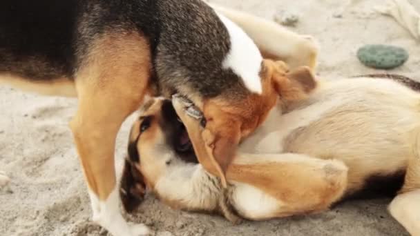 Doi câini de ghimbir jucându-se pe nisipul plajei . — Videoclip de stoc