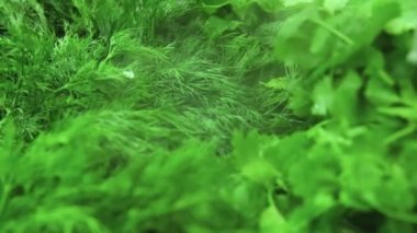 Taze sebzeli tezgah, yeşil maydanoz ve dereotlu. Sebzeler ve sebzeler tezgahın üzerinde su buharı damlatıyor..