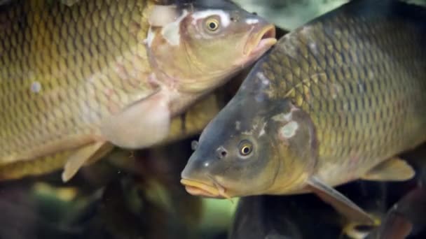 Carpas de peces vivos nadando en el agua de un gran acuario en el supermercado de cerca. Concepto venta de mariscos — Vídeos de Stock