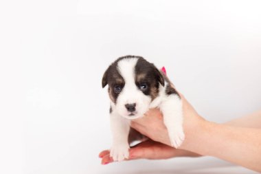 Bir kadının kollarında yeni doğmuş bir Corgi hırka yavrusu. Hayvanlardan sorumlu olan insanlar. Fotokopi alanı olan beyaz arka planda şirin bir köpek yavrusu.