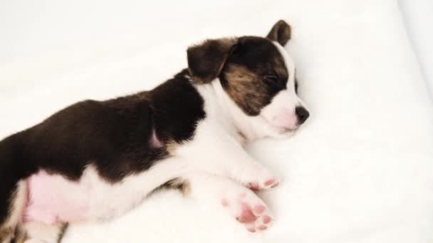 Cute adorable Newborn Puppy welsh corgi cardigan Sleeping. Little dog sleep on white plaid — Αρχείο Βίντεο