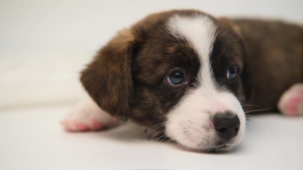 Lindo mullido adorable recién nacido cachorro galés córgi cárdigan durmiendo. Pequeño perro dormir sobre fondo blanco — Vídeos de Stock