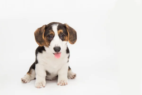 Ritratto di un grazioso cardigan gallese corgi cucciolo seduto su uno sfondo bianco gioioso guardando la fotocamera con la lingua appesa fuori. concetto di animali divertenti — Foto Stock