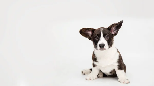 Ritratto di un grazioso cardigan gallese cucciolo di corgi seduto su uno sfondo bianco gioioso guardando la fotocamera. banner divertente concetto di animali — Foto Stock