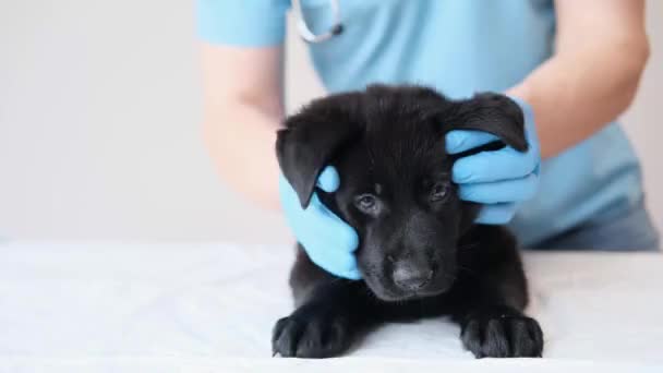 Tierarzt untersucht den kleinen süßen schwarzen Schäferhund-Welpen in der Tierklinik. professionelle Behandlung überprüfen Haustier. Tierschutzkonzept — Stockvideo