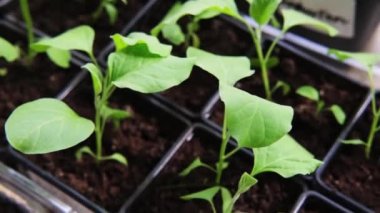 Baharda bir serada saksıda bitki yetiştirmek. bir çok yeşil fidan filizleri