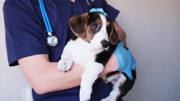 Pria dokter hewan membelai anjing peliharaan lucu tergeletak di tangannya. Vet memeluk anjing menikmati — Stok Video