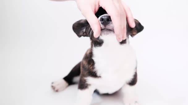 Man hand stroking a dog on a white background. funny pet dog on white background. Animals and human friendship — Stock Video