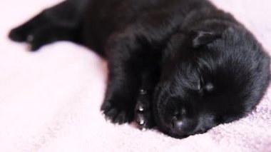 Yeni doğmuş köpek yavrusu Alman çoban köpeği pembe bir battaniyenin üzerinde uyur.. 