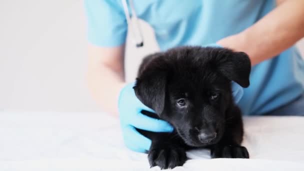 Veterinario maschio ispeziona il piccolo simpatico cucciolo di pastore tedesco nero in clinica veterinaria. controllo professionale del trattamento animale domestico. concetto di protezione e cura degli animali — Video Stock