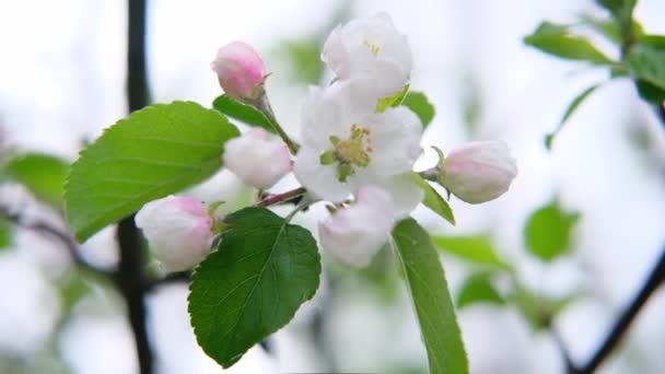 Zweig eines blühenden Apfelbaums mit schönen Blüten in Nahaufnahme nach dem Regen — Stockvideo