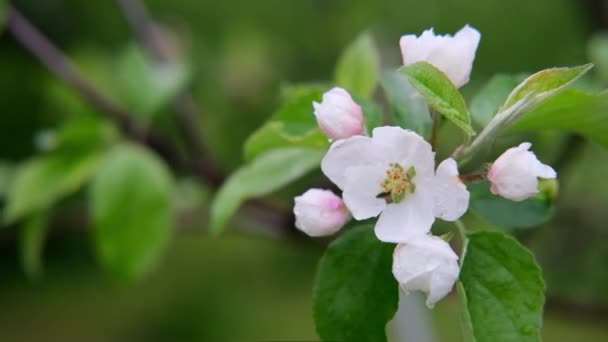 Branch of a flowering apple tree with beautiful flowers close-up after the rain — Stock Video