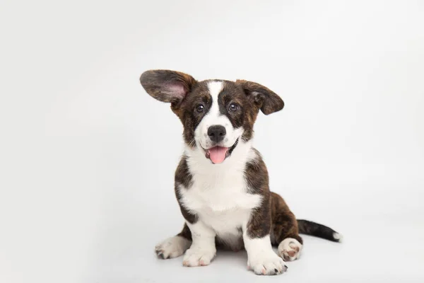 Galês Corgi Cardigan cachorrinho fofo bonito cão. animais engraçados no fundo branco com espaço de cópia — Fotografia de Stock
