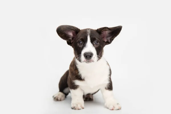 Welsh corgi kardigan anjing berbulu lucu duduk di latar belakang putih dengan ruang fotokopi. lucu lucu binatang Stok Lukisan  