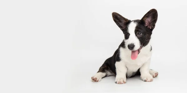 Cardigan corgi gallese simpatico cane cucciolo soffice seduto su uno sfondo bianco con spazio copia. simpatici simpatici animali — Foto Stock