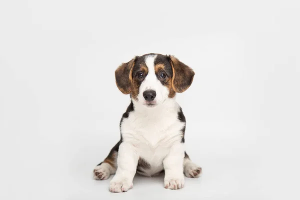 Cardigan de corgi galês bonito cachorro fofo cão sentado em um fundo branco com espaço de cópia. animais bonitos engraçados — Fotografia de Stock