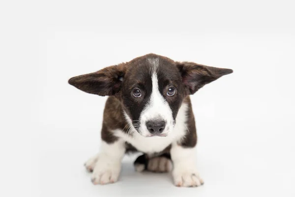 Welsh Corgi Cardigan schattige pluizige hond puppies. grappige dieren op witte achtergrond met kopieerruimte Rechtenvrije Stockafbeeldingen