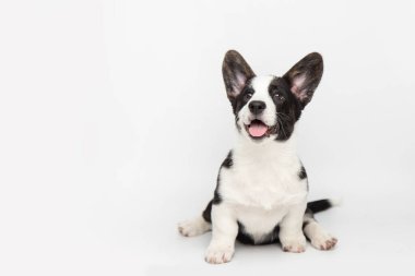 Galli Corgi hırkası şirin pofuduk yavru köpek fotokopi alanı olan beyaz bir arka planda oturuyor. komik sevimli hayvanlar.