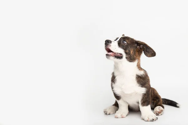 Ουαλικά Corgi Cardigan χαριτωμένα χνουδωτά κουτάβια σκυλιών. αστεία ζώα σε λευκό φόντο με αντίγραφο χώρο — Φωτογραφία Αρχείου