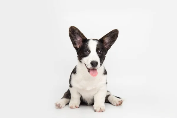 Galés Corgi Cardigan lindo perrito esponjoso. animales divertidos sobre fondo blanco con espacio de copia —  Fotos de Stock