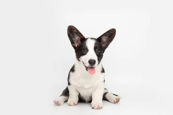 Welsh Corgi svetr roztomilý chlupatý pes štěně. legrační zvířata na bílém pozadí s kopírovacím prostorem Stock Snímky