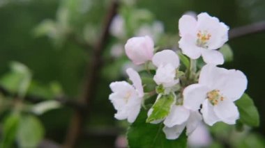 Çiçekli elma ağacının dalında yağmurdan sonra yakın plan güzel çiçekler.