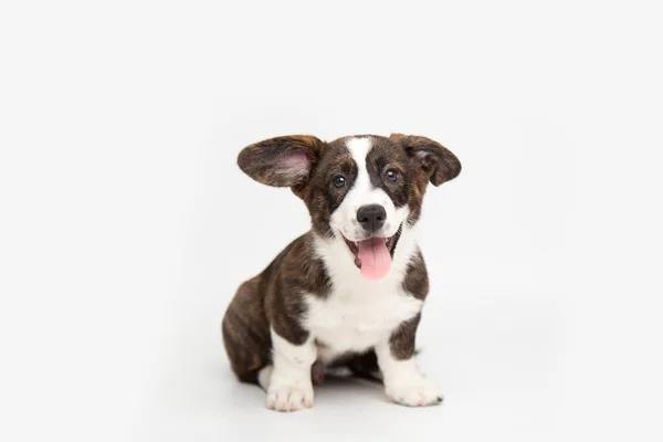 Galês Corgi Cardigan cachorros fofinhos bonitos do cão. animais engraçados no fundo branco com espaço de cópia — Fotografia de Stock