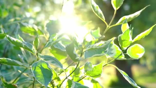 Yeşil ağaç dalları arasından güneş ışınları yükseliyor. Ilık güneş ışınlarıyla aydınlatan büyülü bahar ormanı — Stok video