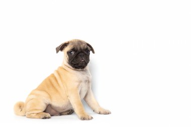 pug puppy isolated on white background. funny pets concept with copy space