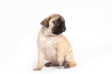 pug puppy isolated on white background. funny pets concept with copy space