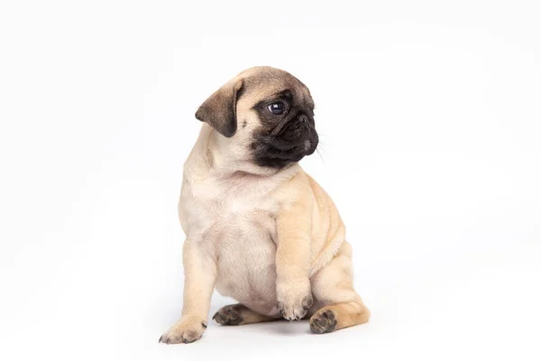 Pug puppy isolated on white background. funny pets concept with copy space — Fotografia de Stock