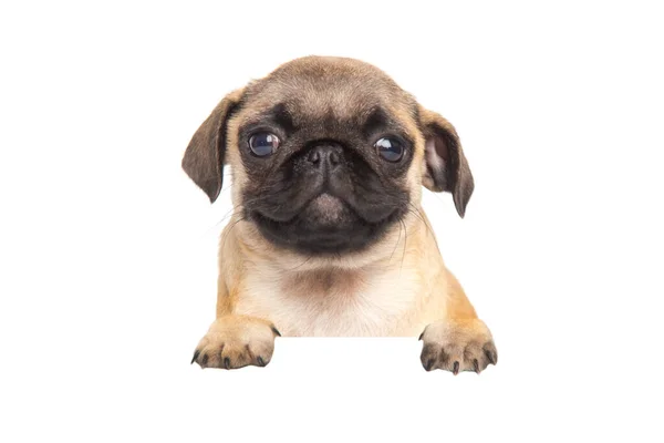 Cute puppy Pug Dog with blank billboard. Dog over a banner or sign isolated. Portrait of a pug on a white background close up — Fotografia de Stock