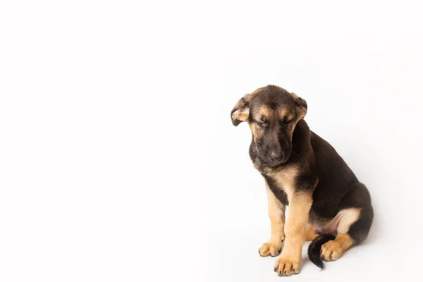 Sad upset german shepherd puppy with closed eyes sitting on a white background in the studio. pet care concept — Stock Photo, Image