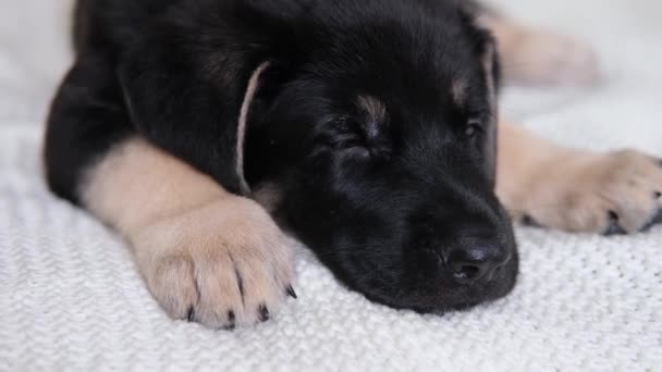 작은 개는 실내의 흰옷을 입고 잔다. 귀여운 강아지 독일 셰퍼드 가 집에서 자고 있는 모습. — 비디오