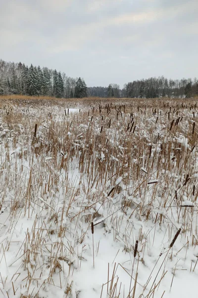 Vinter Finske Bugt Tilgroet Med Cattail - Stock-foto