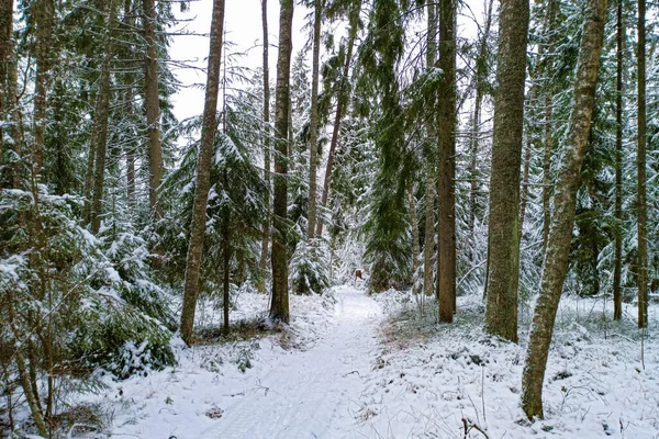 Ένα Μονοπάτι Ανάμεσα Ψηλά Έλατα Ένα Χειμερινό Δάσος — Φωτογραφία Αρχείου
