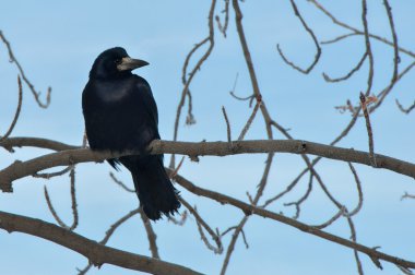 Dal hoarfrost ile raven