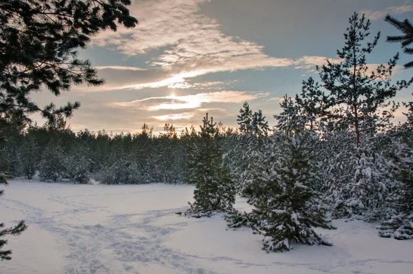 Bosque de pino cubierto de nieve —  Fotos de Stock