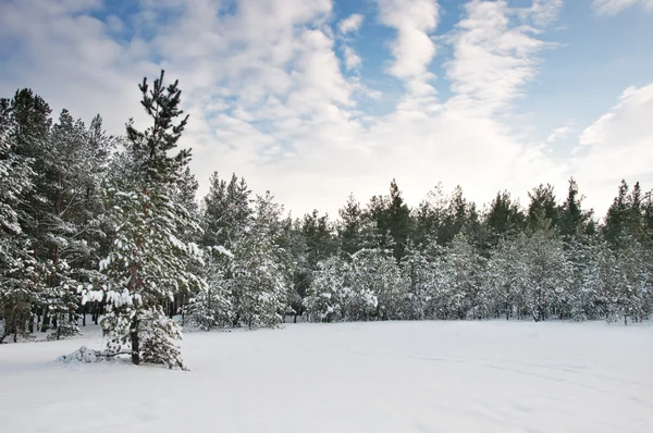 Bosque de pino cubierto de nieve —  Fotos de Stock