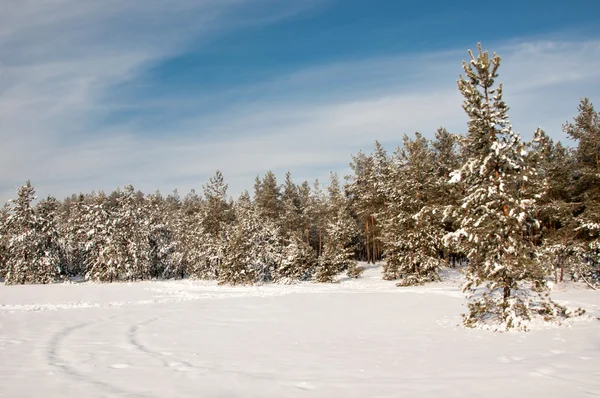 Snötäckt pinjeskogen Stockfoto