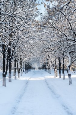 Karla kaplı ıhlamur sokak