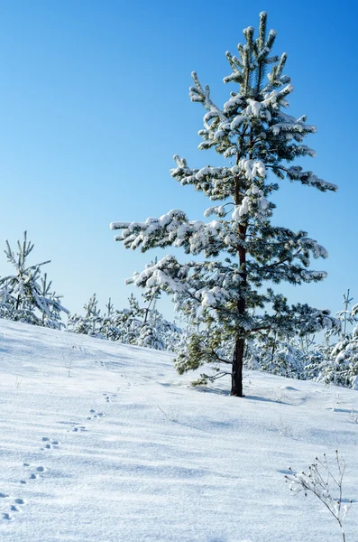 Pente enneigée avec pistes de pin et lièvre à chaîne — Photo