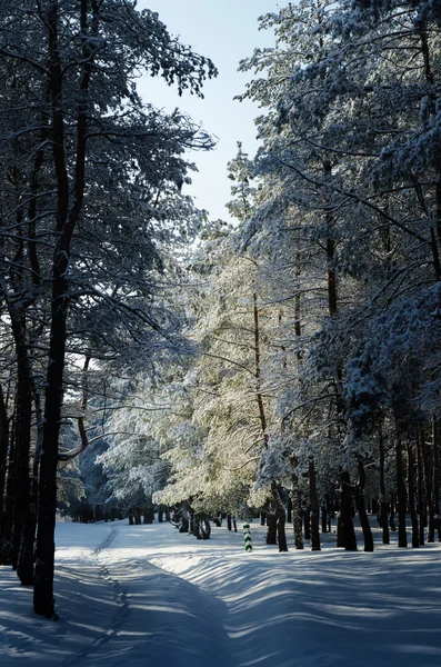 Snötäckt pinjeskogen — Stockfoto