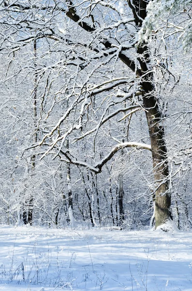 Ek i en snörik vinter skog — Stockfoto